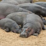 black hippopotamus lying on ground